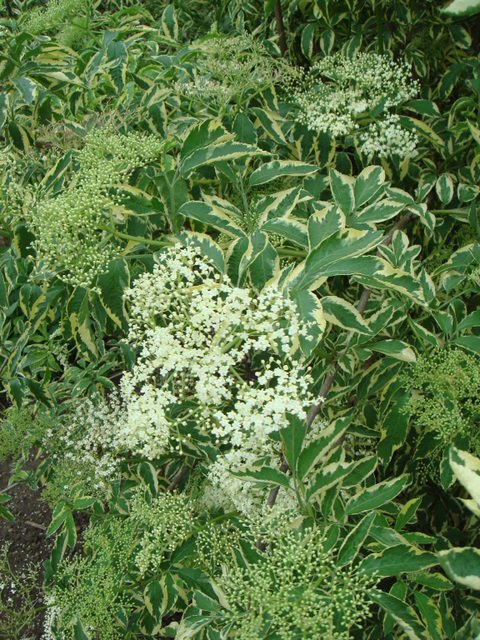 Sambucus nigra 'Aureomarginata' fleur P18